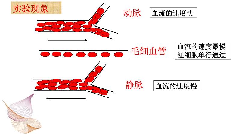 第四单元 第四章 第二节 血流的管道——血管-2021-2022学年人教版生物七年级下册课件07