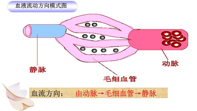 第四单元 第四章 第二节 血流的管道——血管-2021-2022学年人教版生物七年级下册课件08