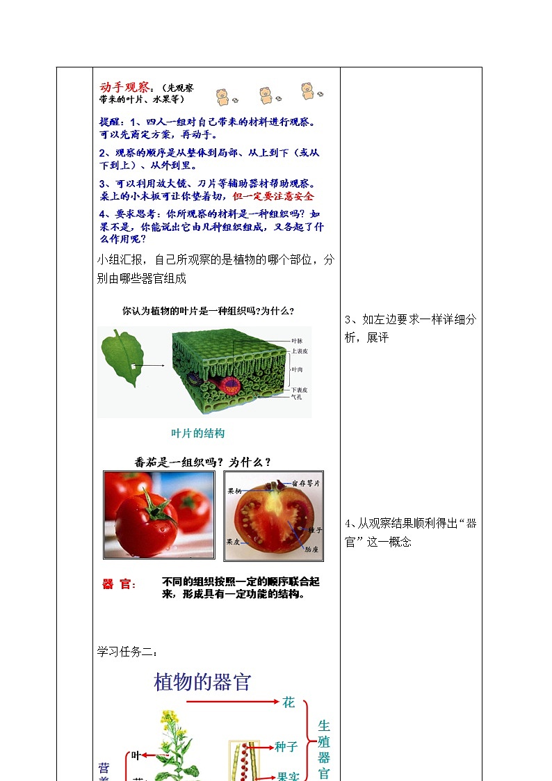 苏教版七年级生物上册 第四章 第二节 多细胞生物体的组成(1)（教案）02