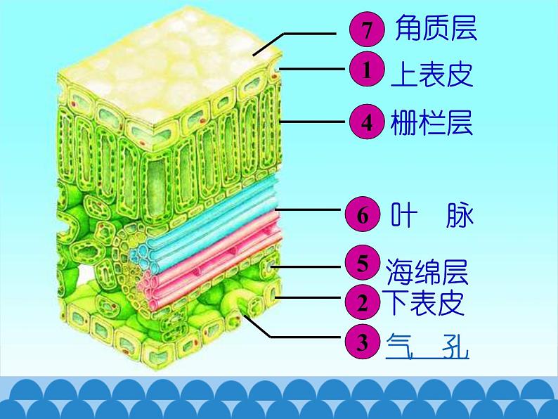 苏教版七年级生物上册 第六章 第二节  植物光合作用的场所_（课件）第8页