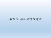 苏教版七年级生物上册 第六章 第四节  植物的呼吸作用(2)（课件）