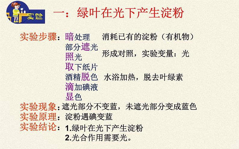 苏教版七年级生物上册 第六章 第三节  植物光合作用的实质（课件）06