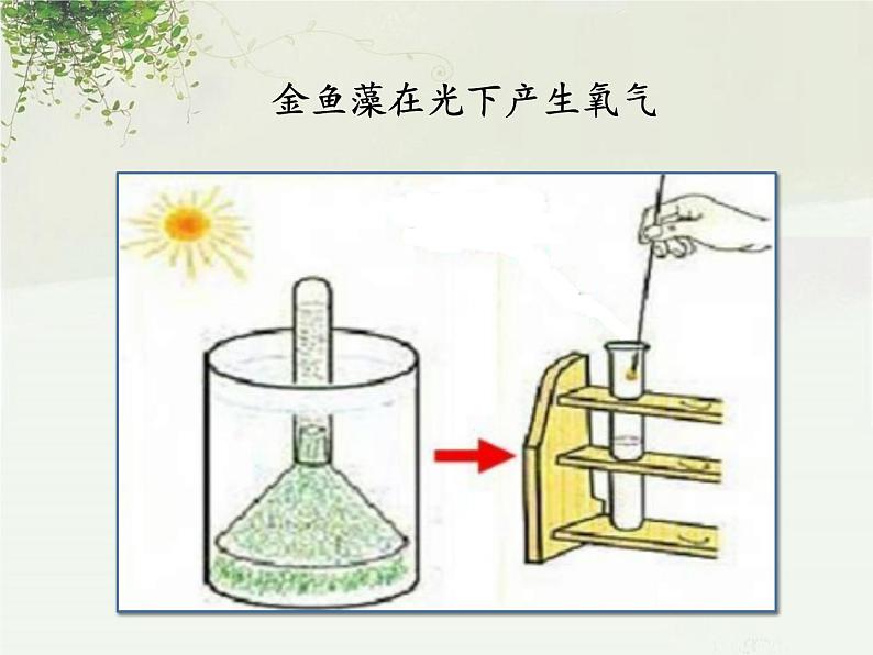 苏教版七年级生物上册 第六章 第二节  植物光合作用的场所(2)（课件）06