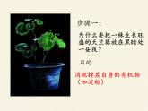 苏教版七年级生物上册 第六章 第三节  植物光合作用的实质(1)（课件）