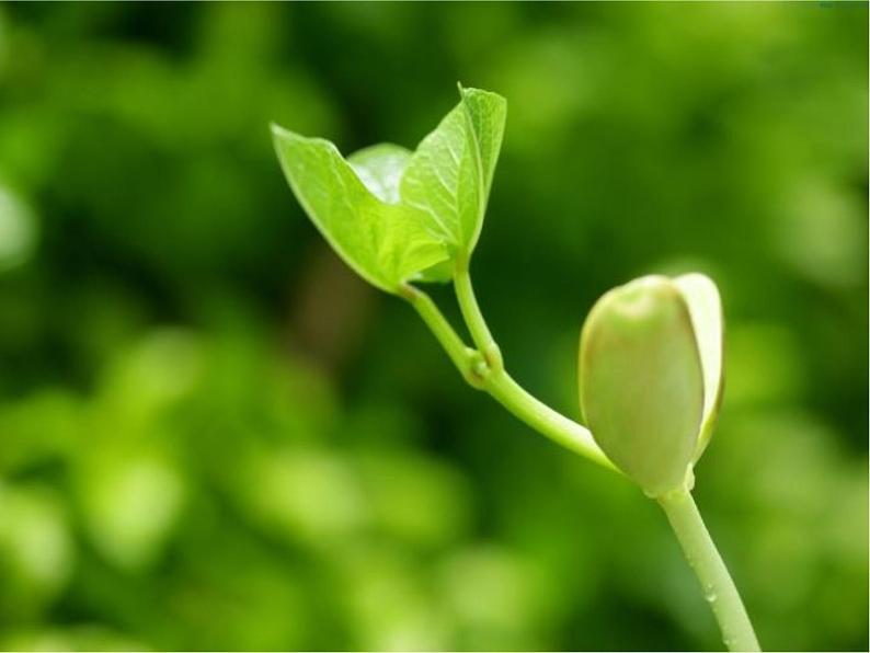 苏教版七年级生物上册 第六章 第四节   植物的呼吸作用(1)（课件）02