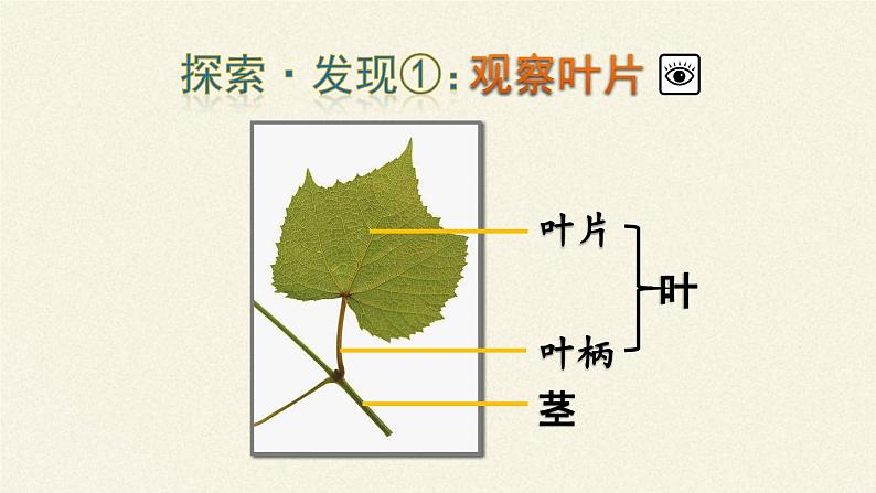 苏教版七年级生物上册 第六章 第二节  植物光合作用的场所（课件）第6页