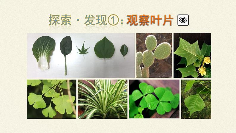 苏教版七年级生物上册 第六章 第二节  植物光合作用的场所（课件）第7页