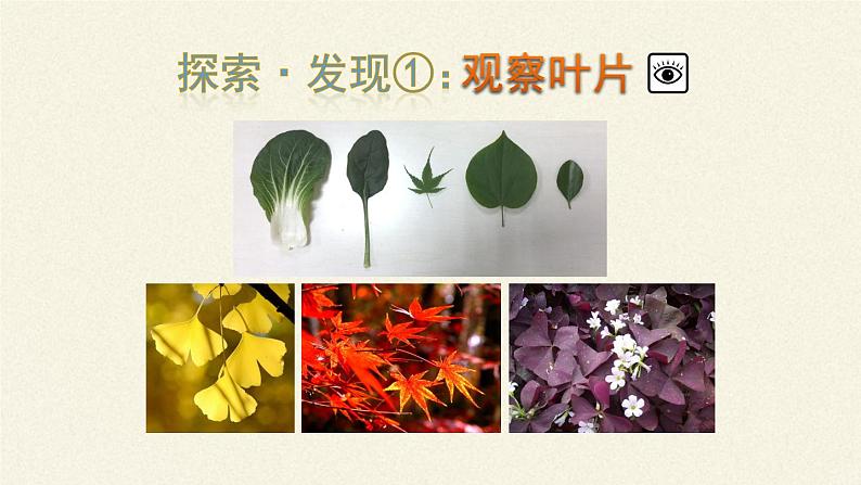 苏教版七年级生物上册 第六章 第二节  植物光合作用的场所（课件）第8页