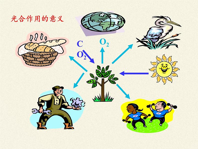 苏教版七年级生物上册 第七章 第一节 绿色植物是食物之源(1)（课件）03