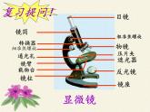 苏教版七年级生物上册 第三章 第一节 植物细胞的结构和功能(4)（课件）