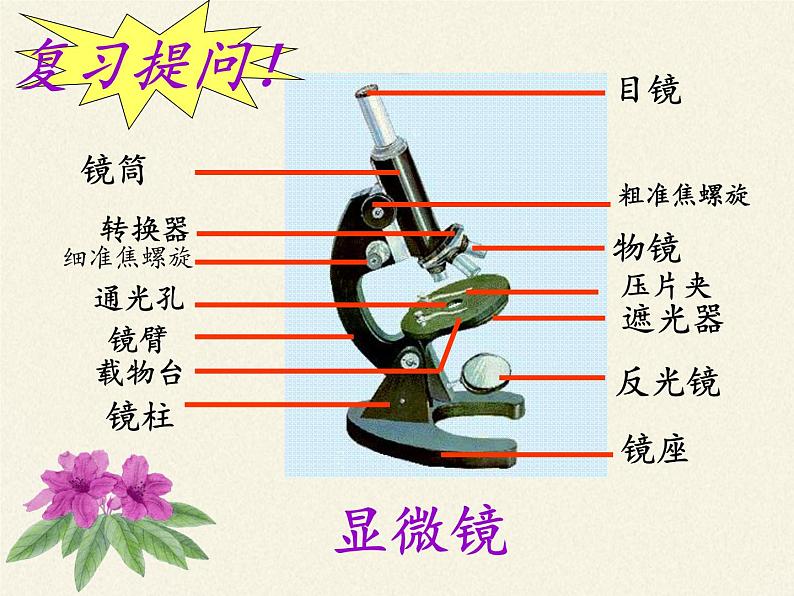 苏教版七年级生物上册 第三章 第一节 植物细胞的结构和功能(4)（课件）第2页