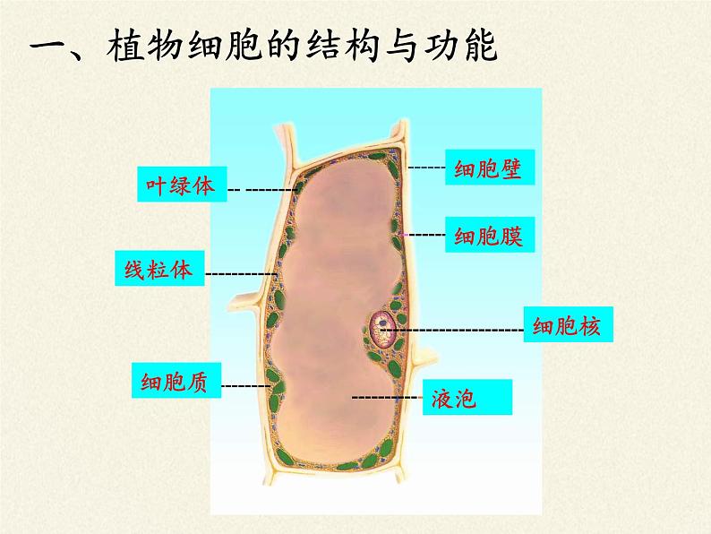 苏教版七年级生物上册 第三章 第一节 植物细胞的结构和功能(4)（课件）第5页