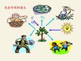 苏教版七年级生物上册 第七章 第一节 绿色植物是食物之源(5)（课件）