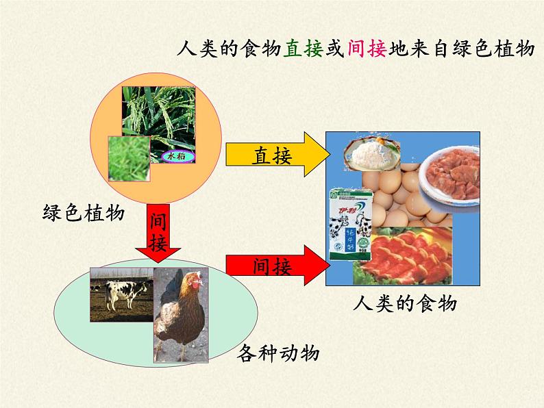 苏教版七年级生物上册 第七章 第一节 绿色植物是食物之源(5)（课件）第7页