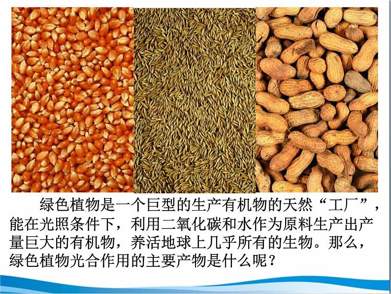 苏教版七年级生物上册 第六章 第三节  植物光合作用的实质_（课件）第3页