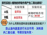 苏教版七年级生物上册 第六章 第四节  植物的呼吸作用课件（课件）