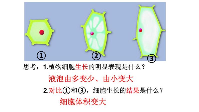 苏教版七年级生物上册 第三章 第三节 细胞的分裂与分化（邰玉韦）（课件）05