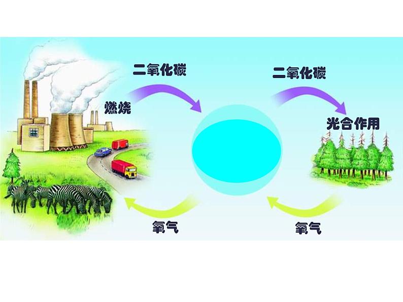 苏教版七年级生物上册 第七章 第二节 绿色植物与生物圈的物质循环_（课件）第4页