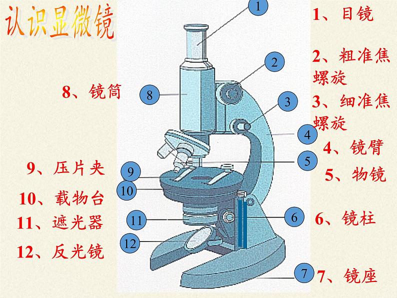 苏教版七年级生物上册 第三章 第一节植物细胞的结构和功能(10)（课件）第3页