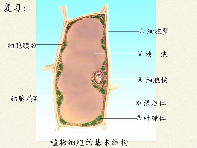 苏教版七年级生物上册 第三章 第二节 人和动物细胞的结构和功能（课件）第2页