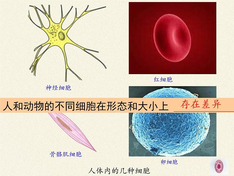 苏教版七年级生物上册 第三章 第二节 人和动物细胞的结构和功能（课件）第6页