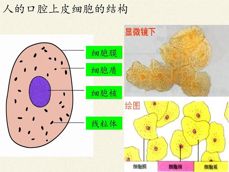 苏教版七年级生物上册 第三章 第二节 人和动物细胞的结构和功能（课件）第7页