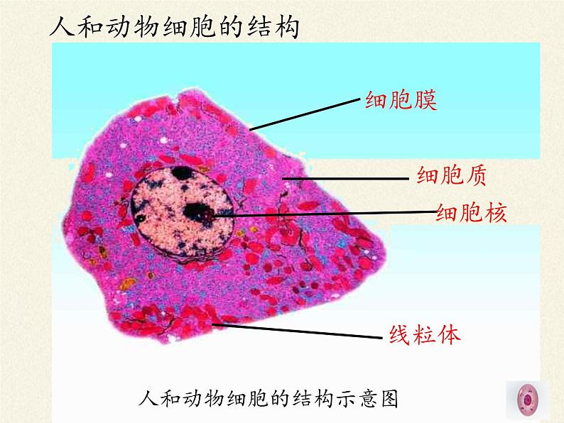 苏教版七年级生物上册 第三章 第二节 人和动物细胞的结构和功能（课件）第8页