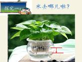 苏教版七年级生物上册 第七章 第二节 绿色植物与生物圈的物质循环（课件）