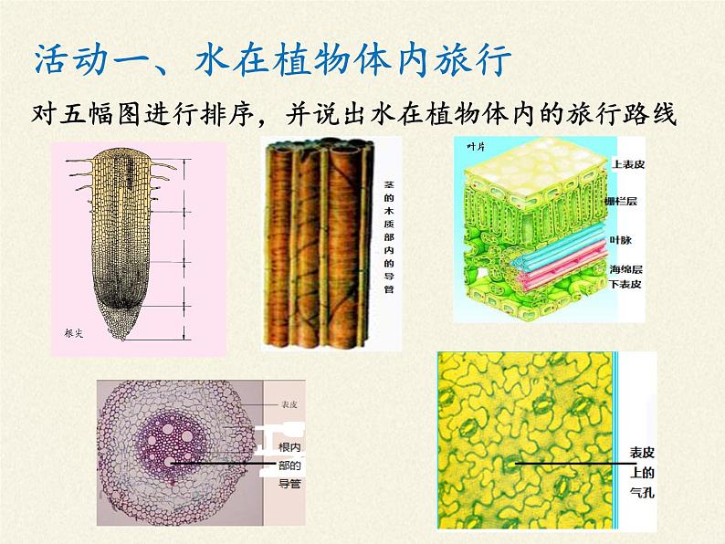 苏教版七年级生物上册 第七章 第二节 绿色植物与生物圈的物质循环（课件）04