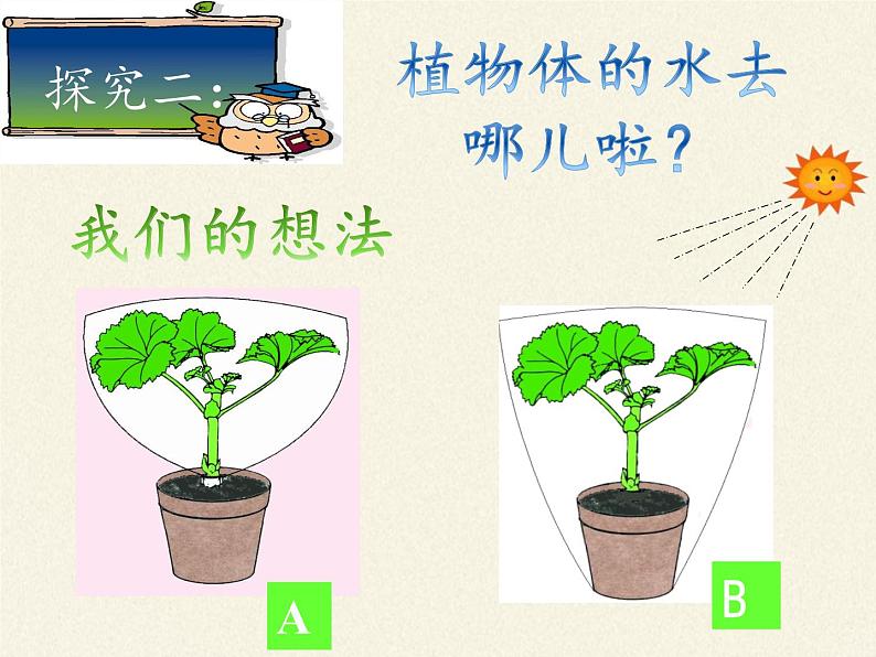 苏教版七年级生物上册 第七章 第二节 绿色植物与生物圈的物质循环（课件）05