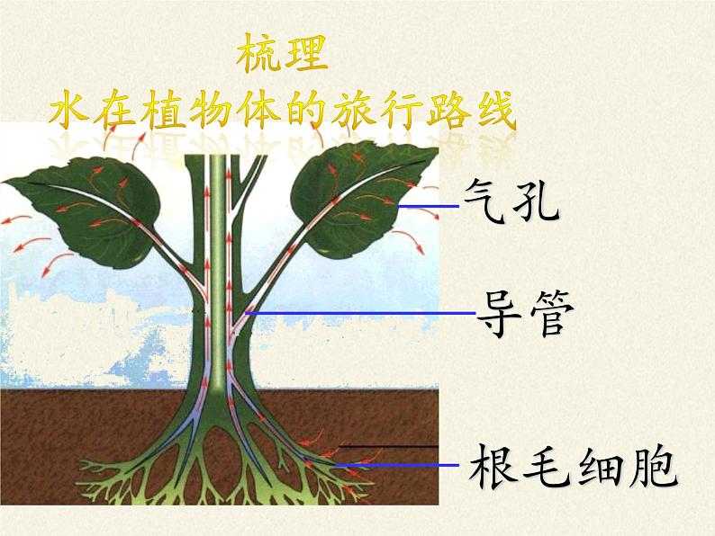 苏教版七年级生物上册 第七章 第二节 绿色植物与生物圈的物质循环（课件）08