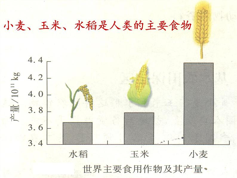 苏教版七年级生物上册 第七章 第一节 绿色植物是食物之源（课件）08