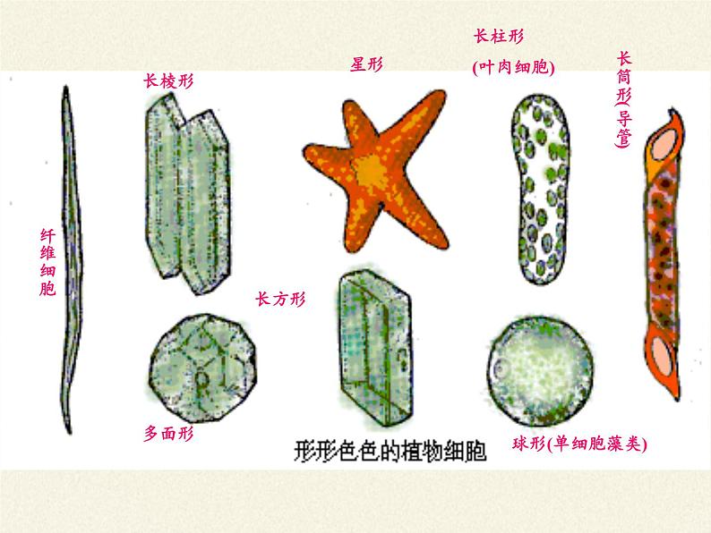 苏教版七年级生物上册 第三章 第一节植物细胞的结构和功能(5)（课件）05