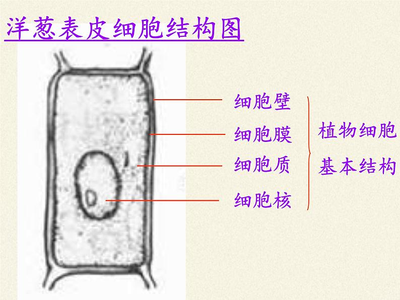 苏教版七年级生物上册 第三章 第一节植物细胞的结构和功能(5)（课件）06