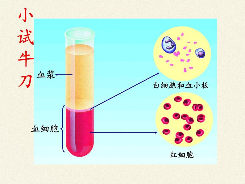 苏教版七年级生物上册 第三章 第二节 人和动物细胞的结构和功能(3)（课件）06