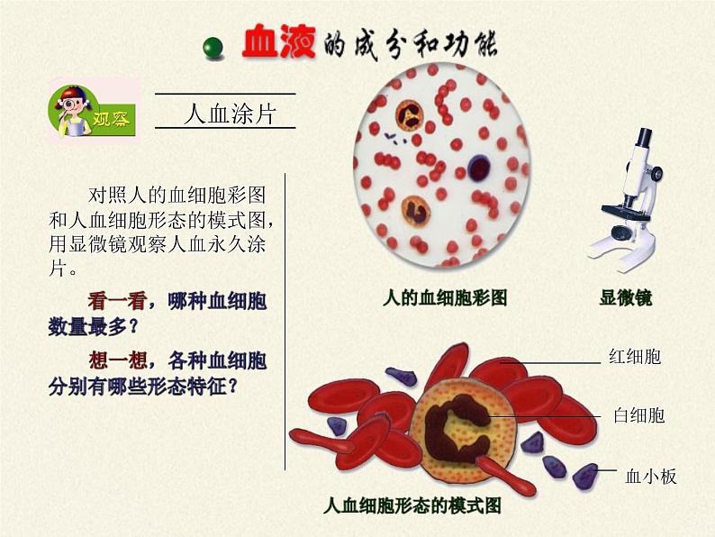 苏教版七年级生物上册 第三章 第二节 人和动物细胞的结构和功能(3)（课件）08