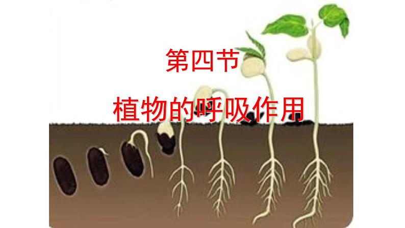 苏教版七年级生物上册 第六章 第四节 植物的呼吸作用（课件）02