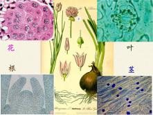 苏教版七年级上册第一节 植物细胞的结构和功能说课课件ppt_ppt03