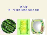 苏教版七年级生物上册 第三章 第一节植物细胞的结构和功能(1)（课件）