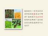 苏教版七年级生物上册 第七章 第一节 绿色植物是食物之源(4)（课件）