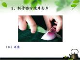 苏教版七年级生物上册 第三章 第一节 植物细胞的结构和功能(2)（课件）