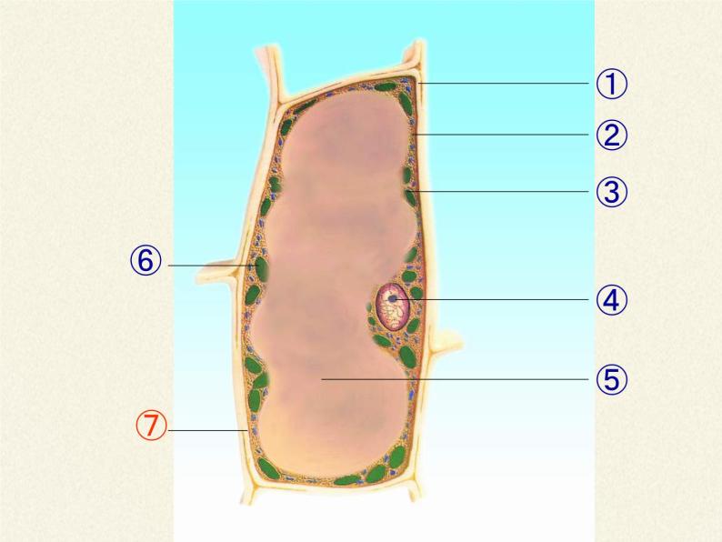 苏教版七年级生物上册 第三章 第一节植物细胞的结构和功能(8)（课件）06