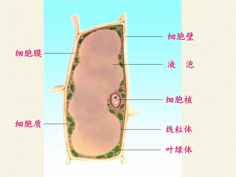 苏教版七年级生物上册 第三章 第一节植物细胞的结构和功能(8)（课件）07