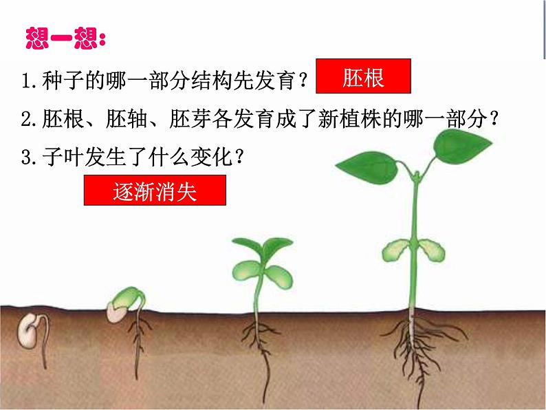 苏教版七年级生物上册 第五章 第一节 植物种子的萌发_（课件）06