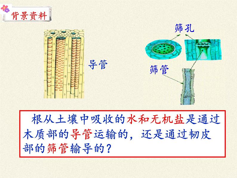 苏教版七年级生物上册 第五章 第四节  植物茎的输导功能(3)（课件）06