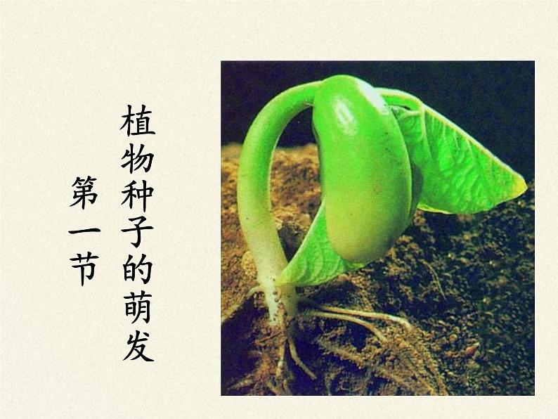 苏教版七年级生物上册 第五章 第一节 植物种子的萌发（课件）02