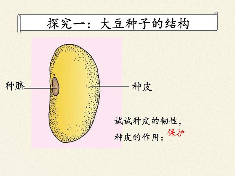 苏教版七年级生物上册 第五章 第一节 植物种子的萌发（课件）08