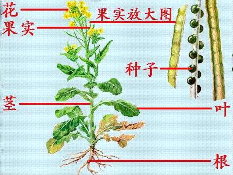 苏教版七年级生物上册 第四章 第二节 多细胞生物体的组成（课件）第4页