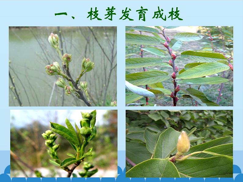 苏教版七年级生物上册 第五章 第四节 植物茎的输导功能_（课件）02