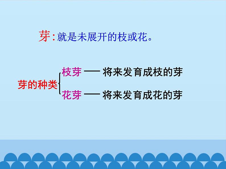 苏教版七年级生物上册 第五章 第四节 植物茎的输导功能_（课件）03